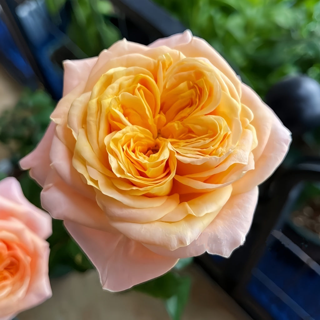 Imagine Rose transitioning from tight yellow bud to open pink-tipped bloom