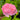 Iroha Rose garden rose with elegant blooms