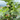 Dream Sweet Fig Tree with yellow-green fruit and amber translucent flesh