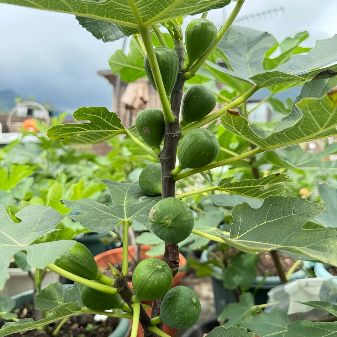 Dream Sweet Fig Tree with yellow-green fruit and amber translucent flesh