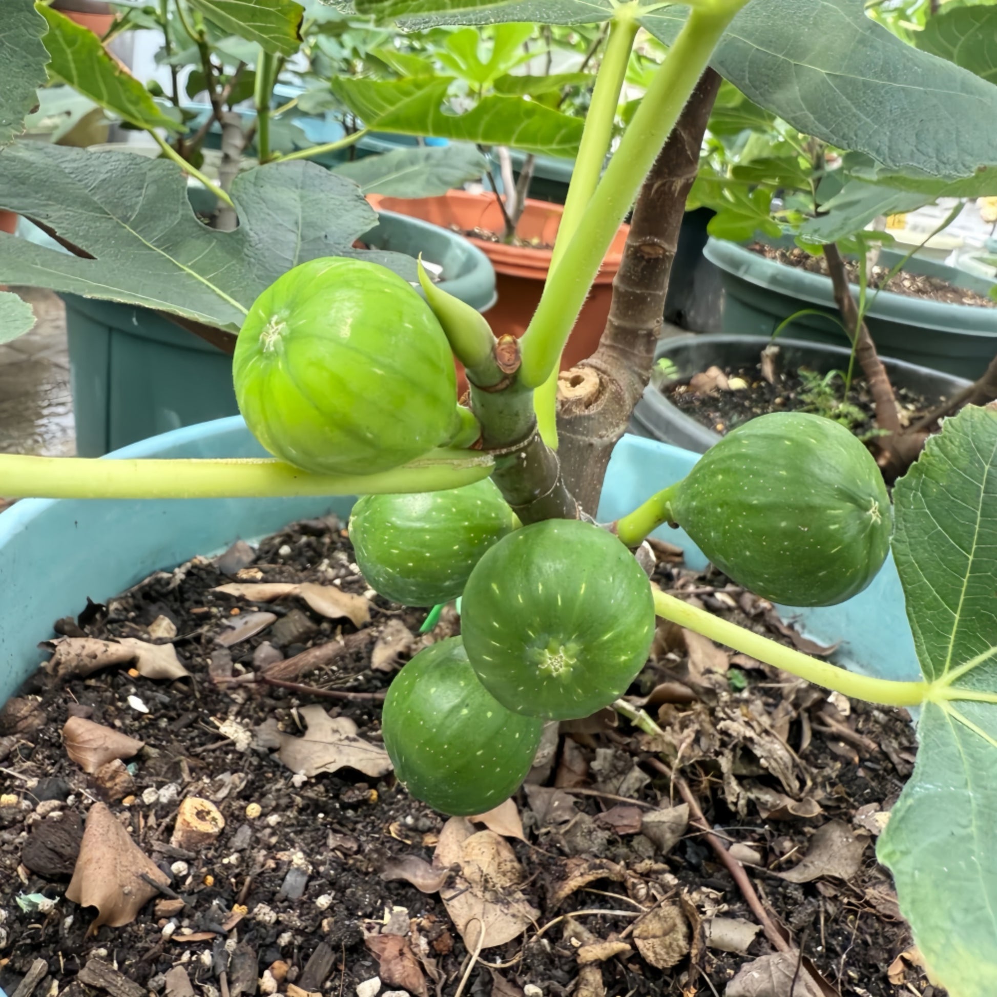 Dream Sweet Fig Tree with yellow-green fruit and amber translucent flesh