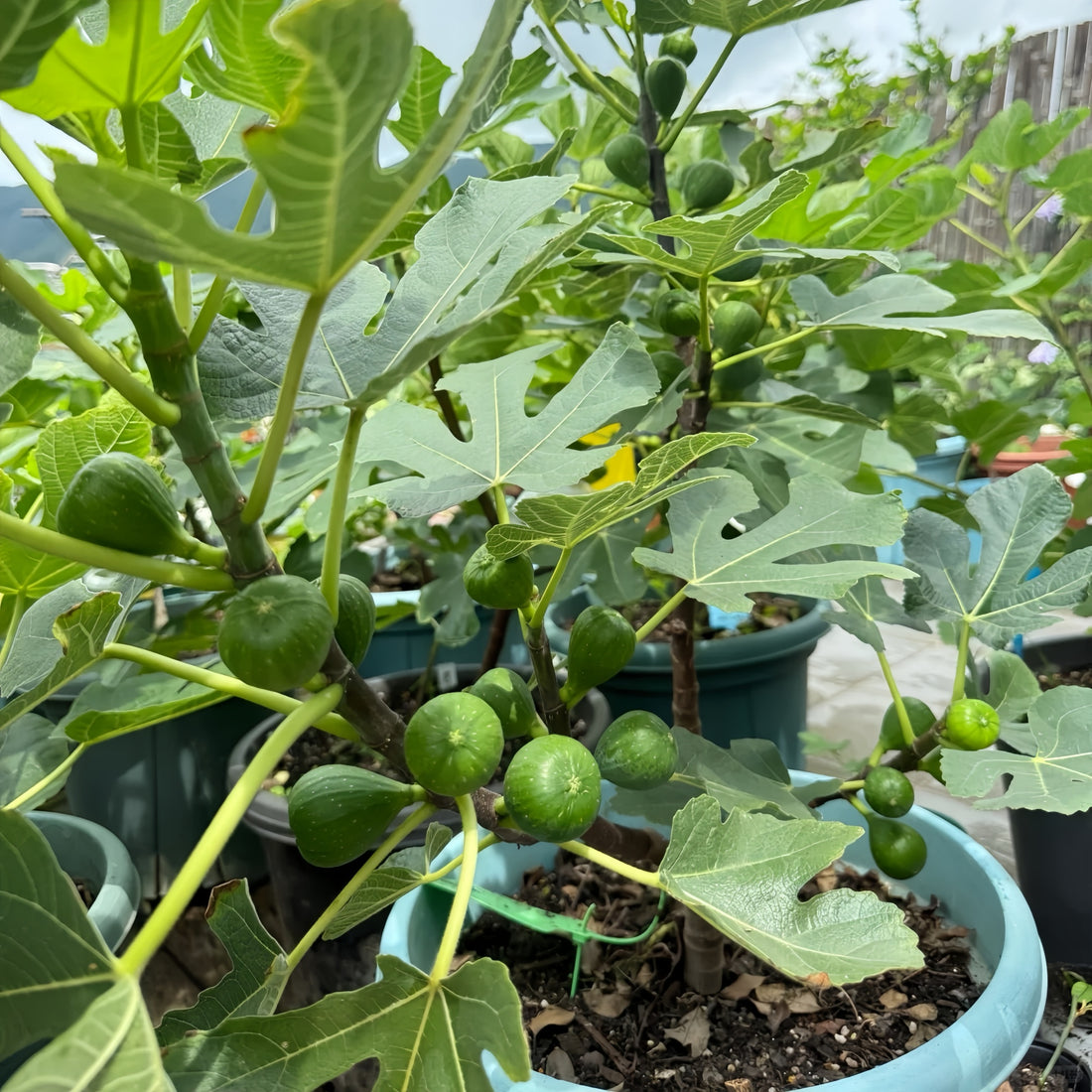 Dream Sweet Fig Tree with yellow-green fruit and amber translucent flesh
