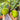 Dream Sweet Fig Tree with yellow-green fruit and amber translucent flesh
