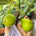 Dream Sweet Fig Tree with yellow-green fruit and amber translucent flesh