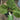 Dream Sweet Fig Tree with yellow-green fruit and amber translucent flesh