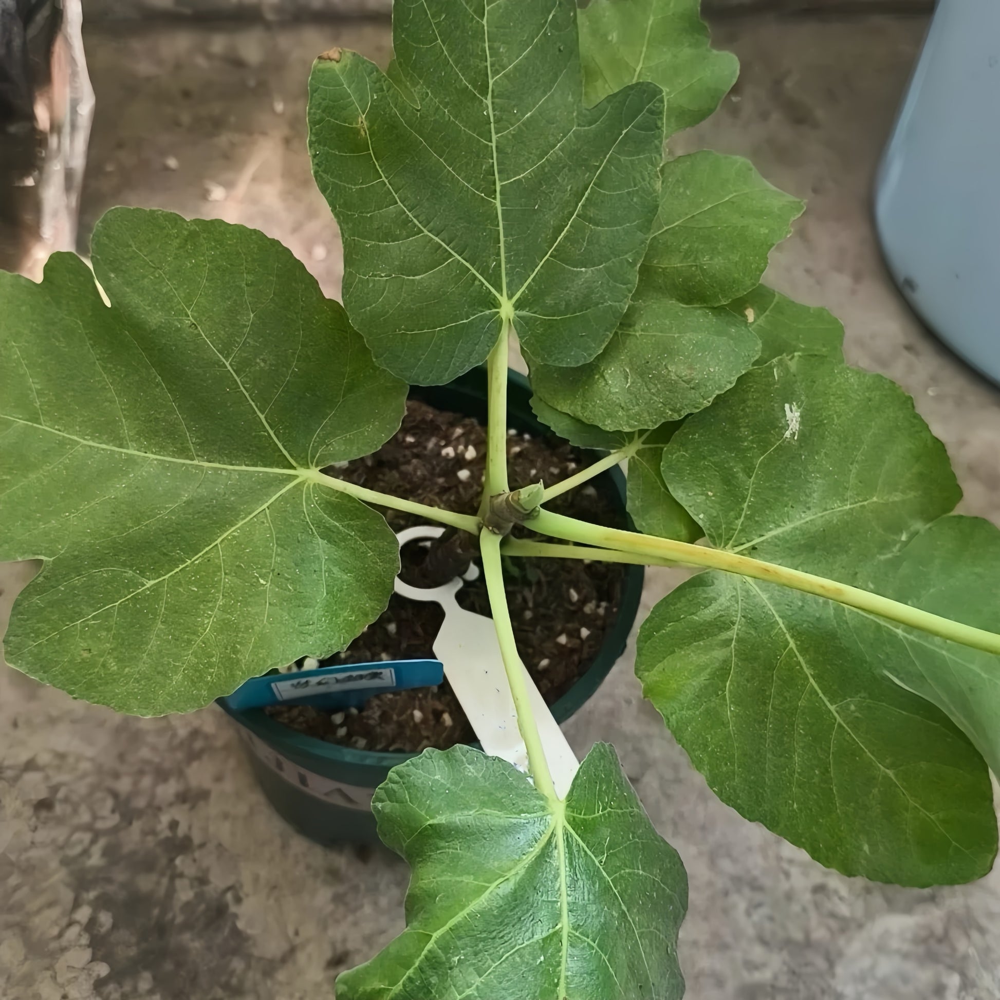 Dream Sweet Fig Tree with yellow-green fruit and amber translucent flesh