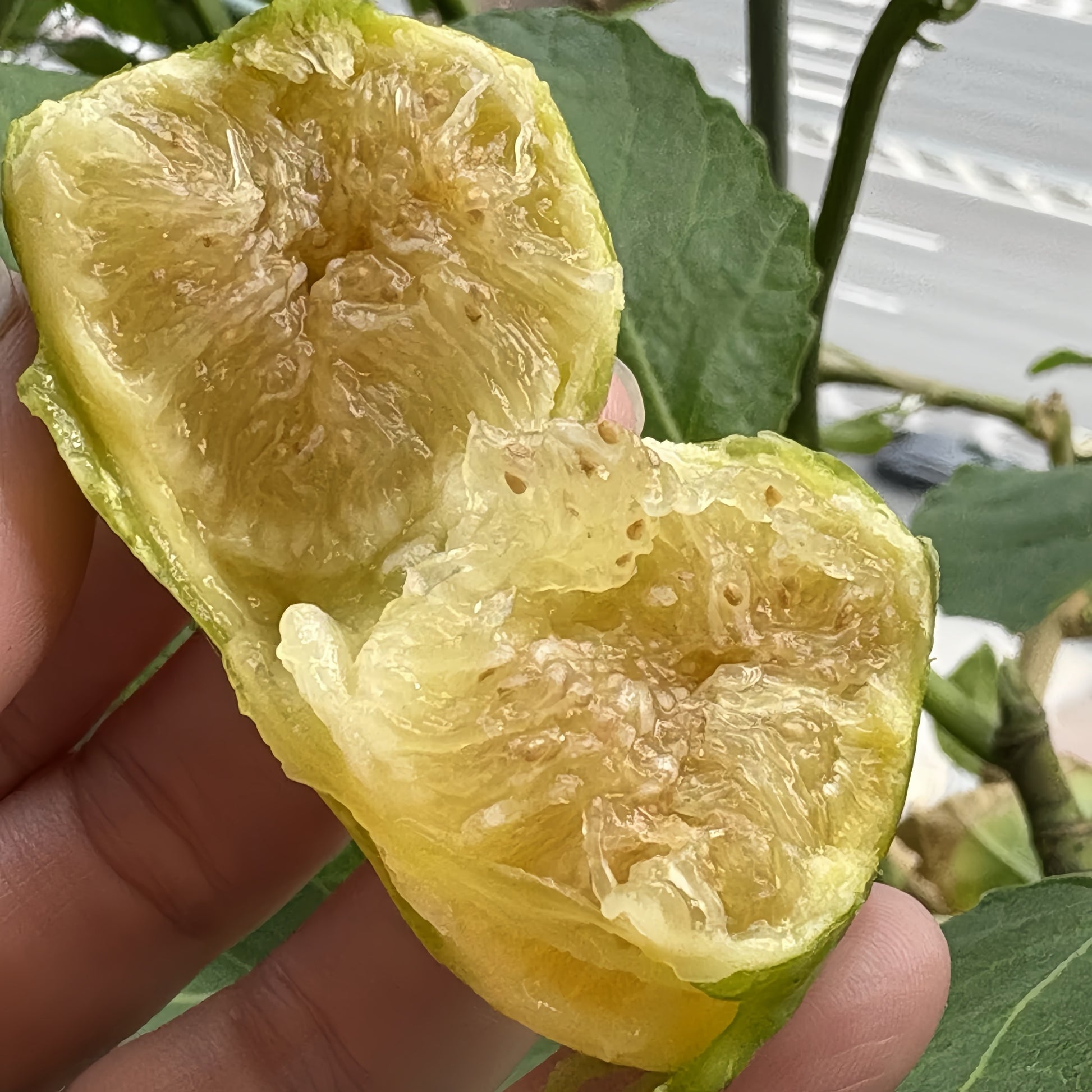 Israeli Short Branch fig tree bearing ripe golden figs in full sunlight
