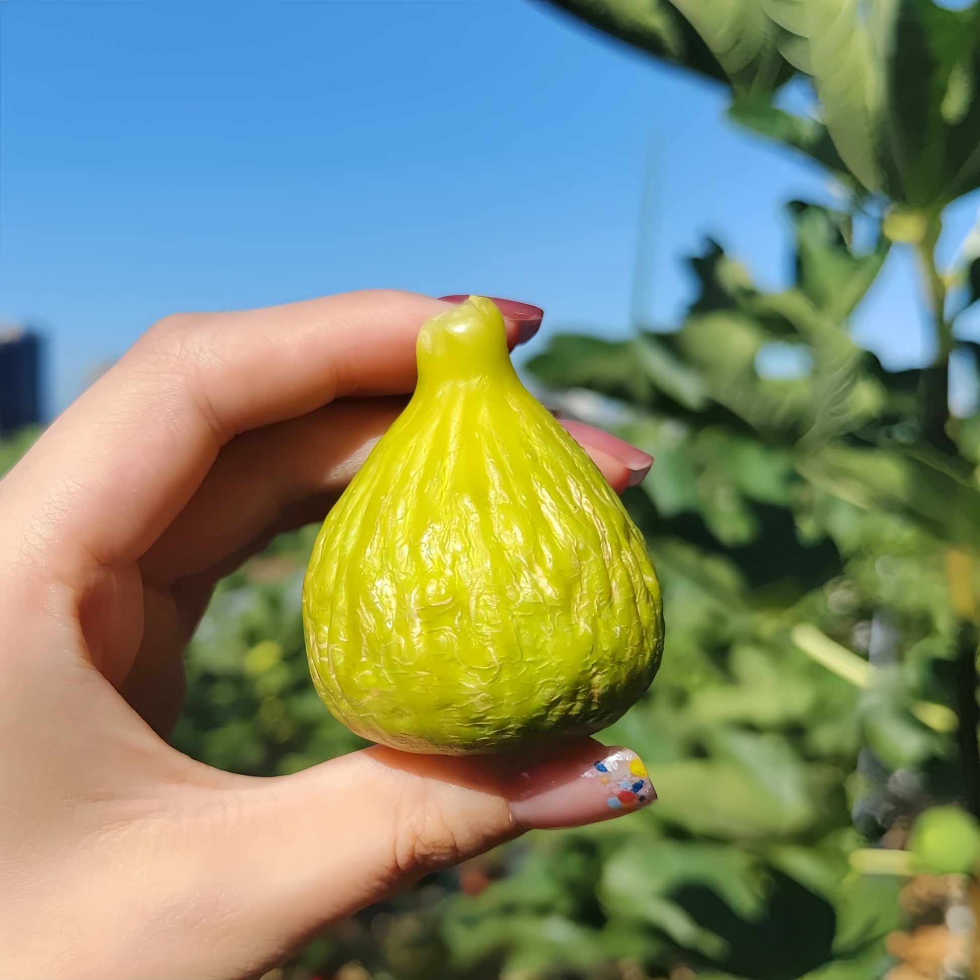 Israeli Short Branch fig tree bearing ripe golden figs in full sunlight