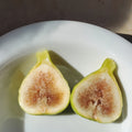 Israeli Short Branch fig tree bearing ripe golden figs in full sunlight