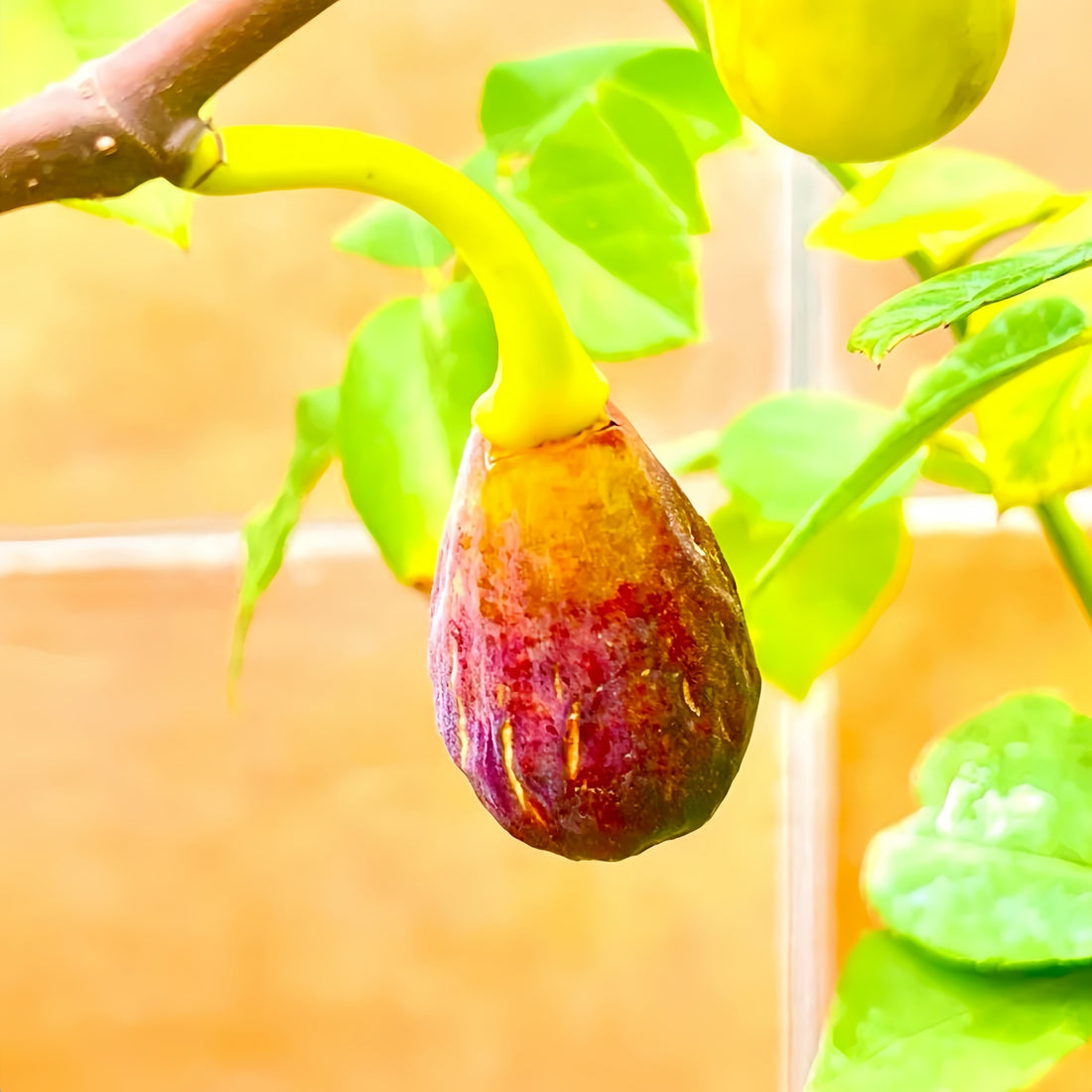 Italian Black Cigar Fig Tree with dark elongated fruits hanging from branches.