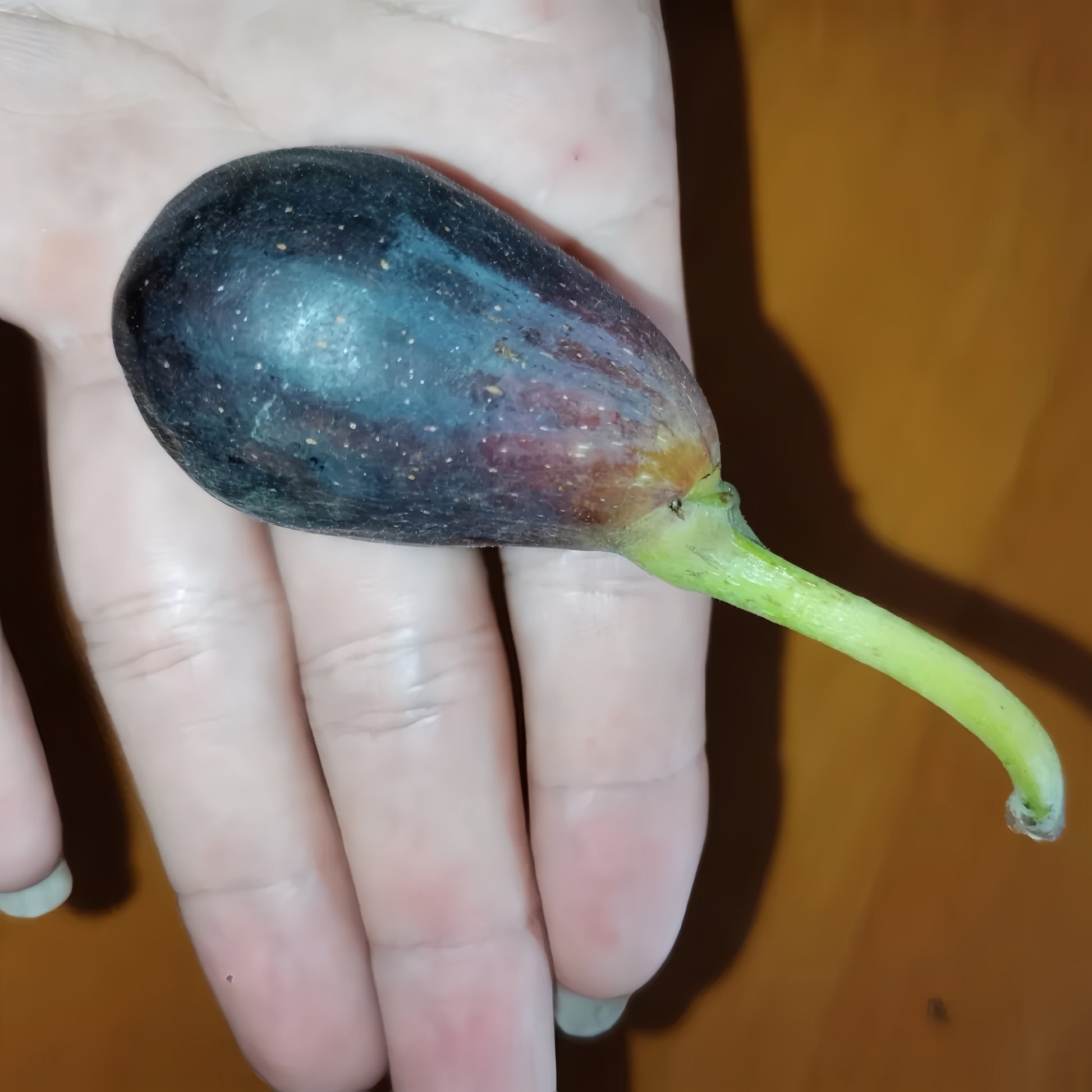 Italian Black Cigar Fig Tree with dark elongated fruits hanging from branches.