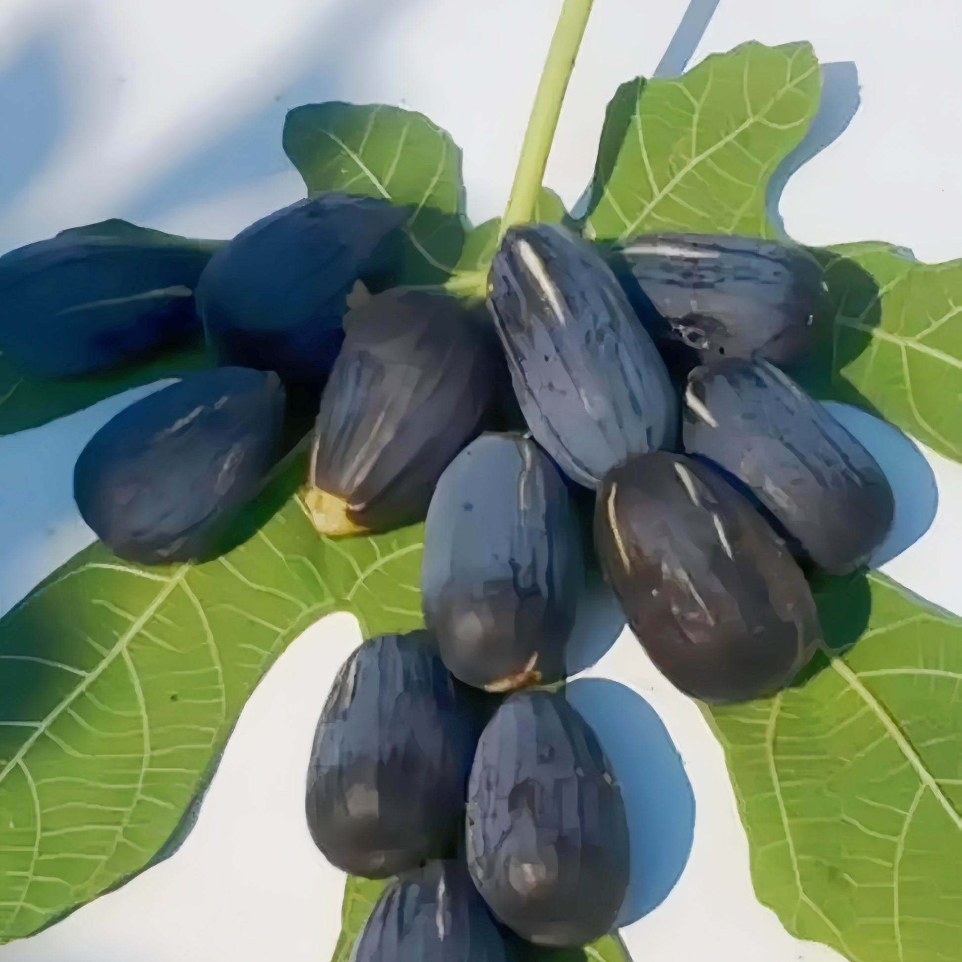 Italian Black Cigar Fig Tree with dark elongated fruits hanging from branches.