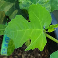 Italian Black Cigar Fig Tree with dark elongated fruits hanging from branches.