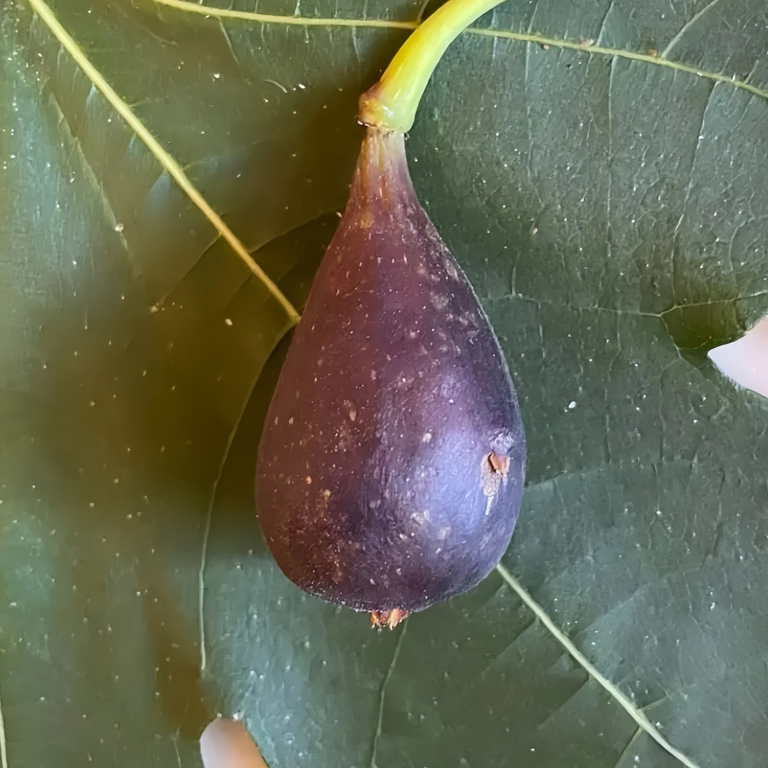 Italian Black Cigar Fig Tree with dark elongated fruits hanging from branches.