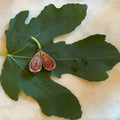 Italian Black Cigar Fig Tree with dark elongated fruits hanging from branches.