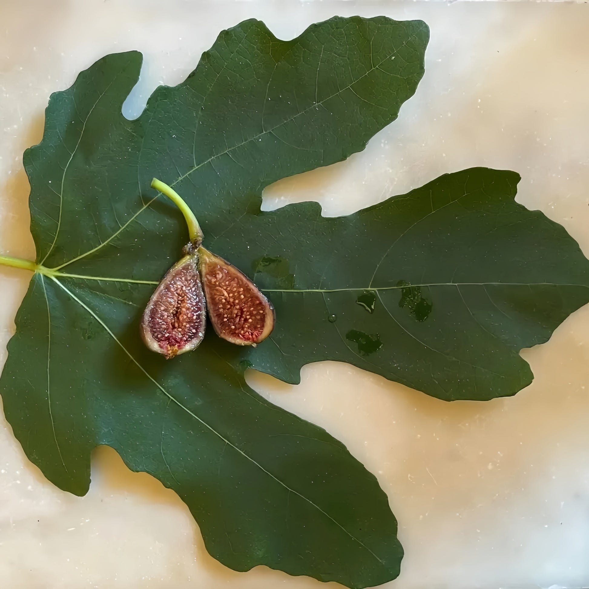 Italian Black Cigar Fig Tree with dark elongated fruits hanging from branches.