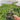 Japanese Purple Fig Tree fig tree with ripe sweet figs