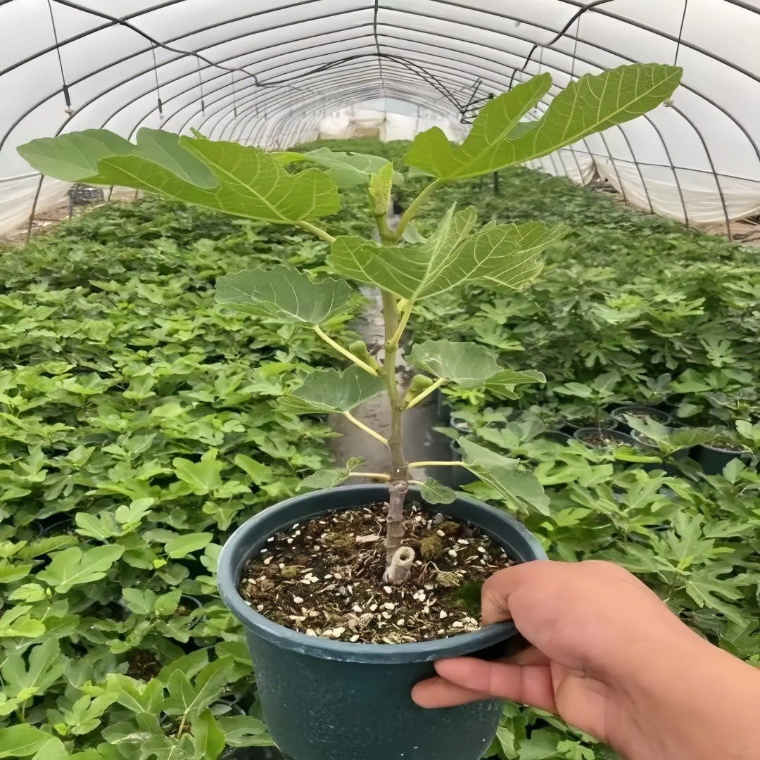 Japanese Purple Fig Tree with deep purple figs and red flesh