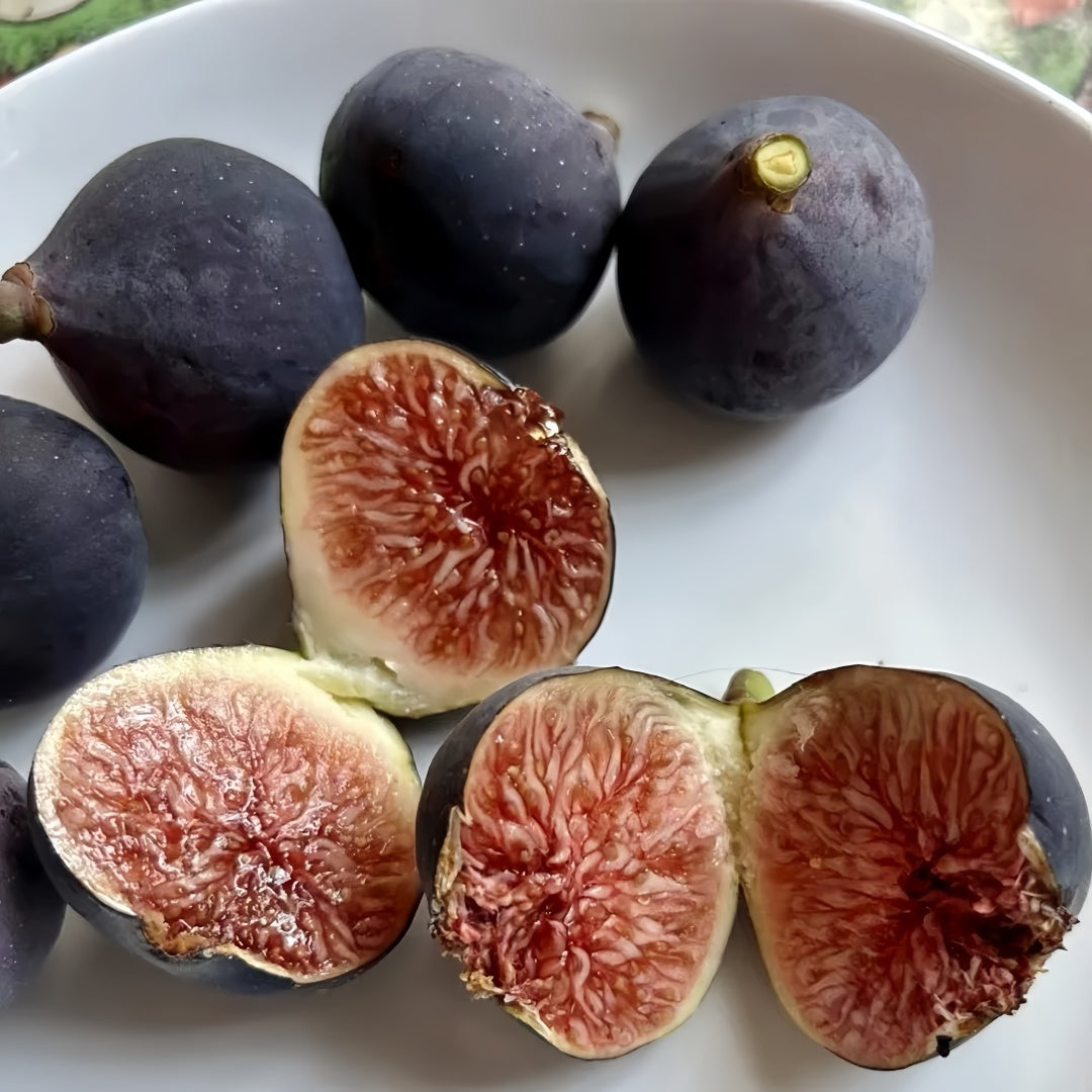 Japanese Purple Fig Tree with deep purple figs and red flesh