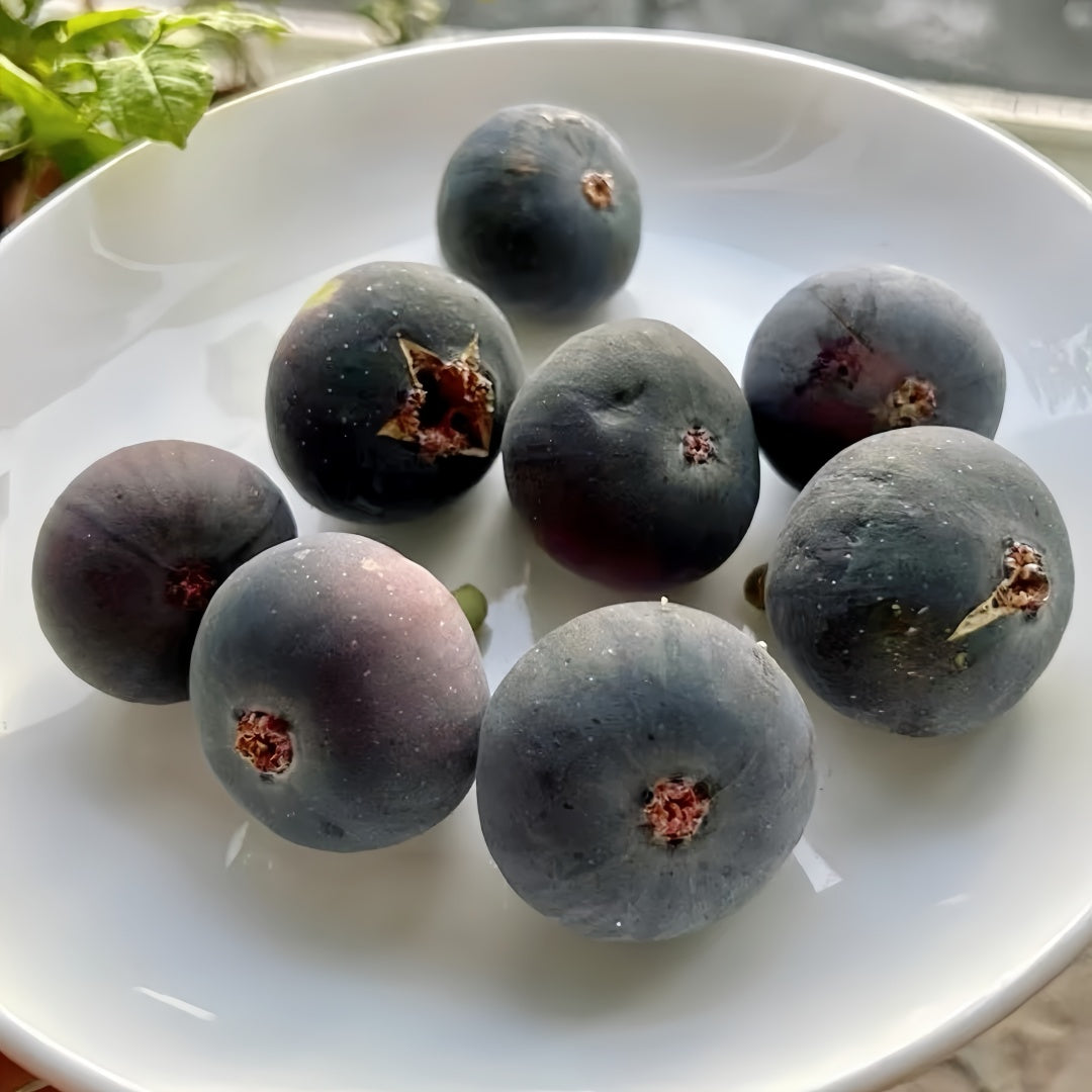 Ripe Japanese Purple figs hanging on branches in full sun
