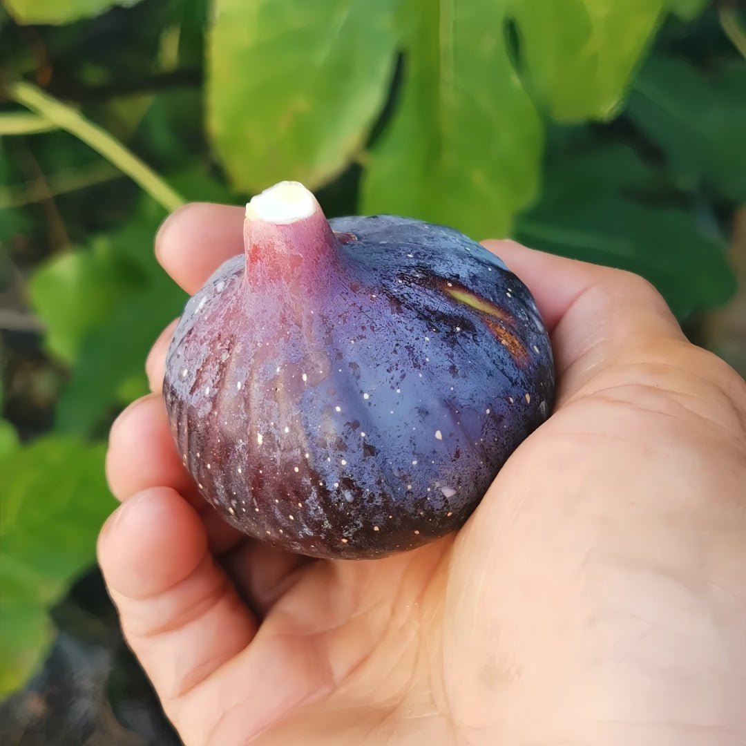 Ripe Japanese Purple figs hanging on branches in full sun