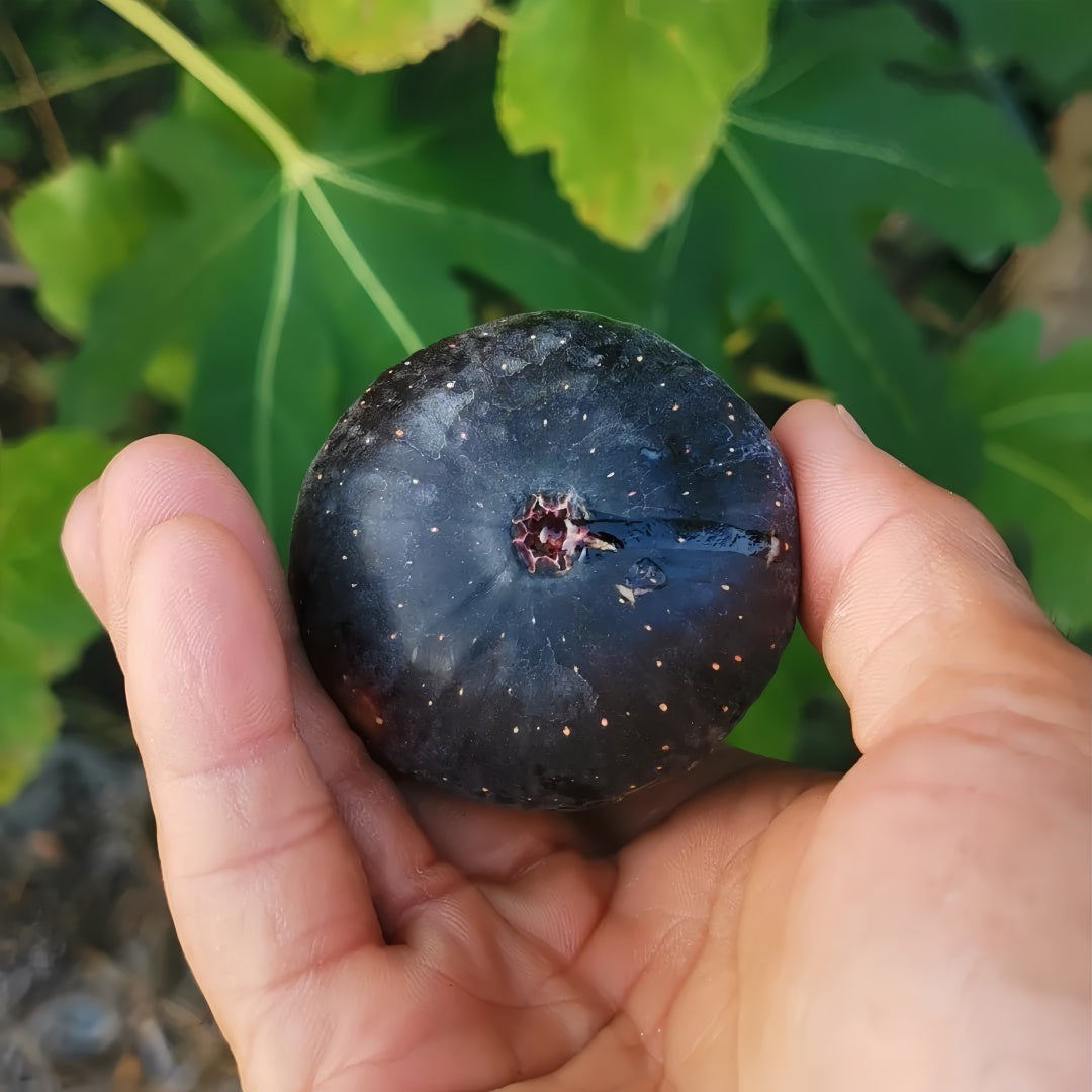 Ripe Japanese Purple figs hanging on branches in full sun