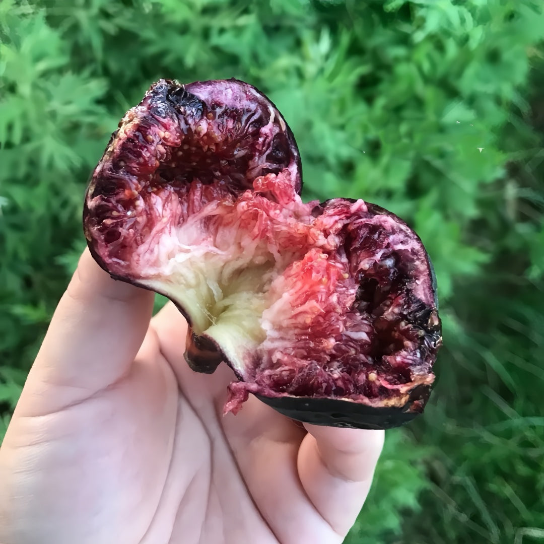 Sweet Japanese Purple figs sliced open to reveal red centers