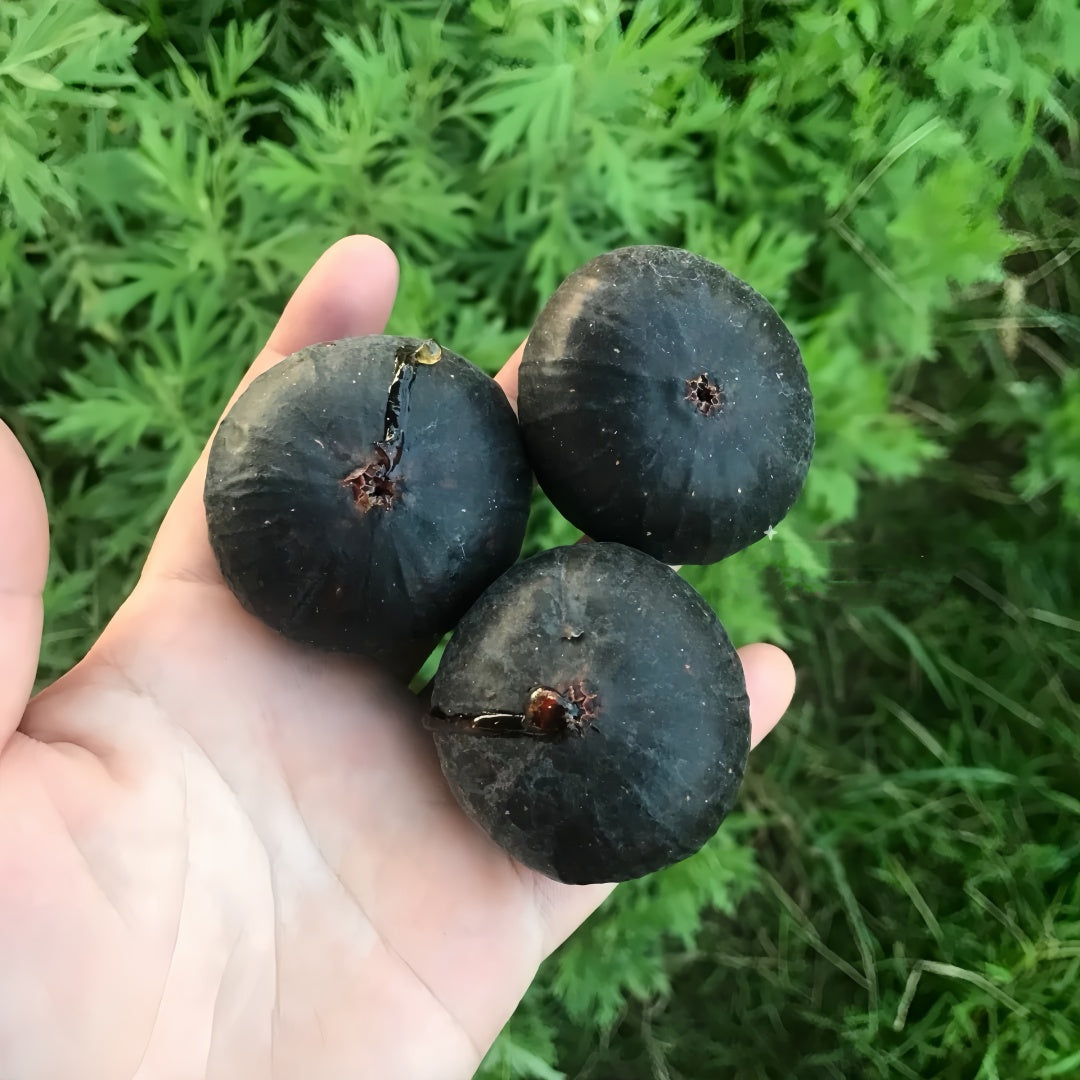Sweet Japanese Purple figs sliced open to reveal red centers