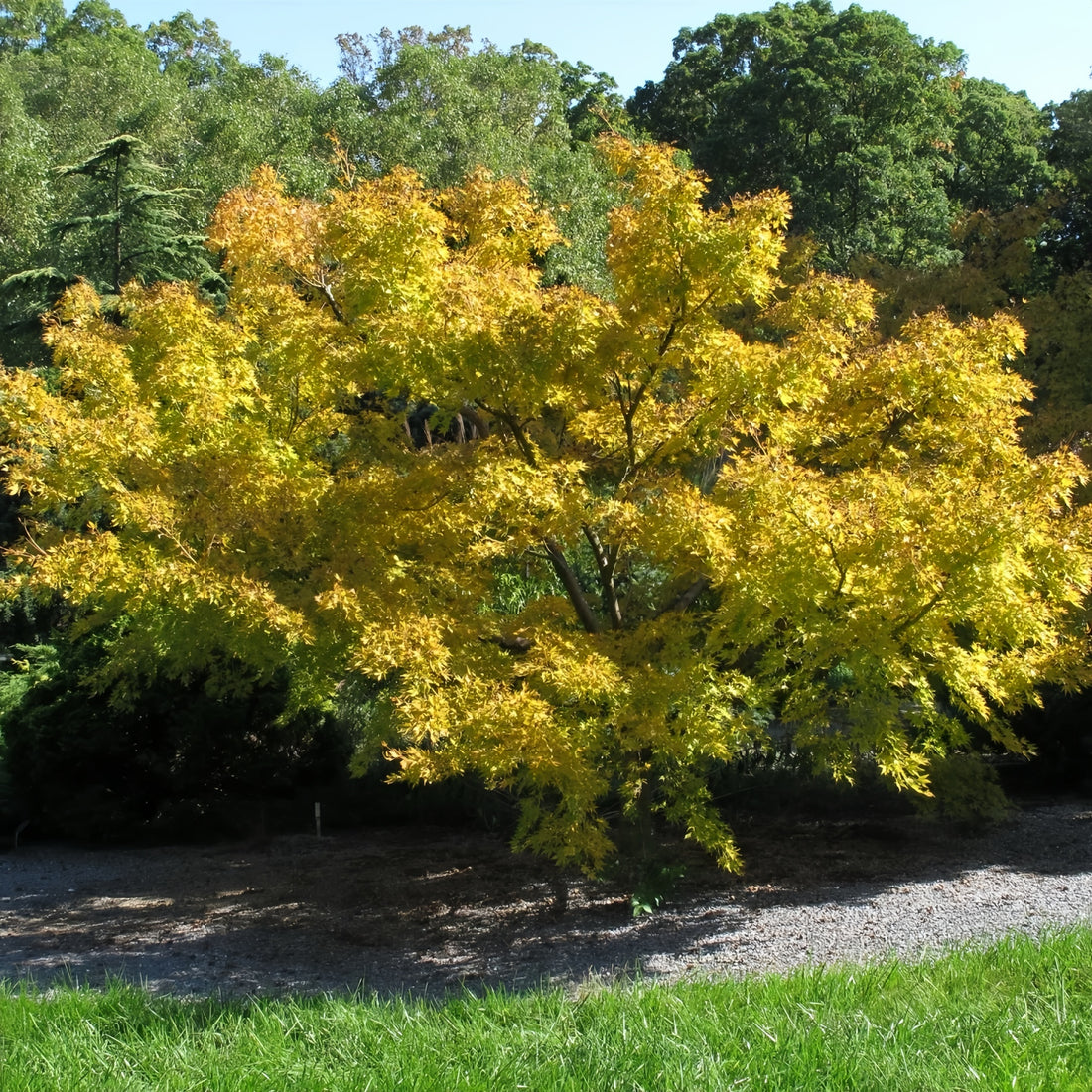 Japanese Sunrise maple with yellow foliage and red-orange winter bark
