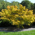 Japanese Sunrise maple with yellow foliage and red-orange winter bark