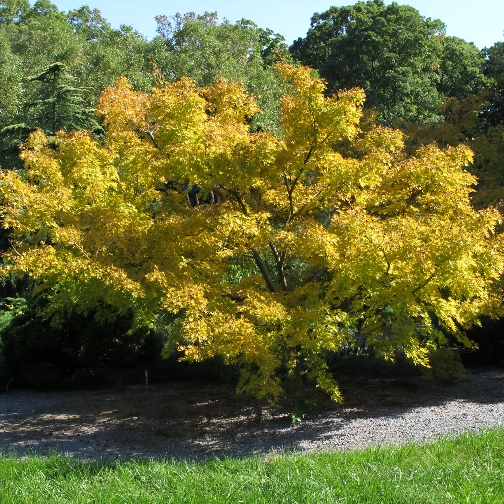 Japanese Sunrise maple with yellow foliage and red-orange winter bark