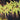 Japanese Sunrise Maple compact maple ideal for patios and bonsai