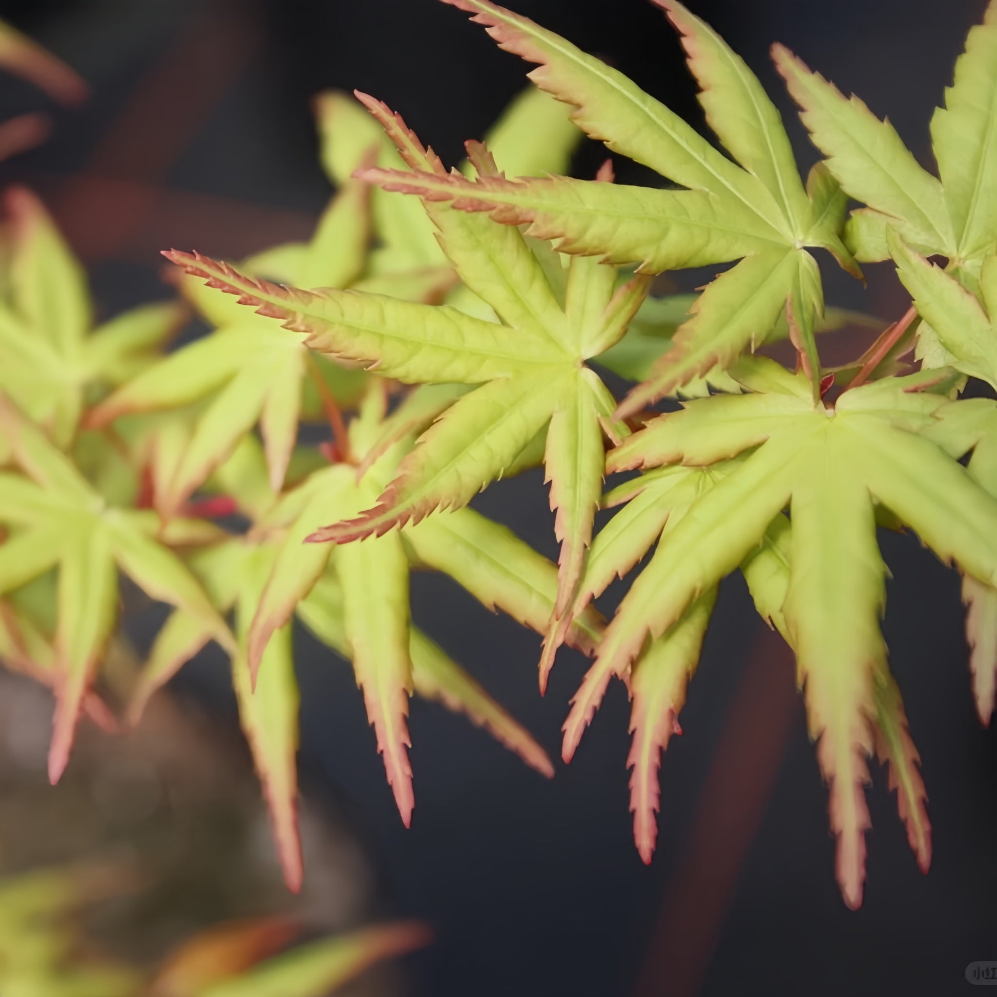 Acer palmatum ‘Japanese Sunrise’ ornamental maple with seasonal foliage changes