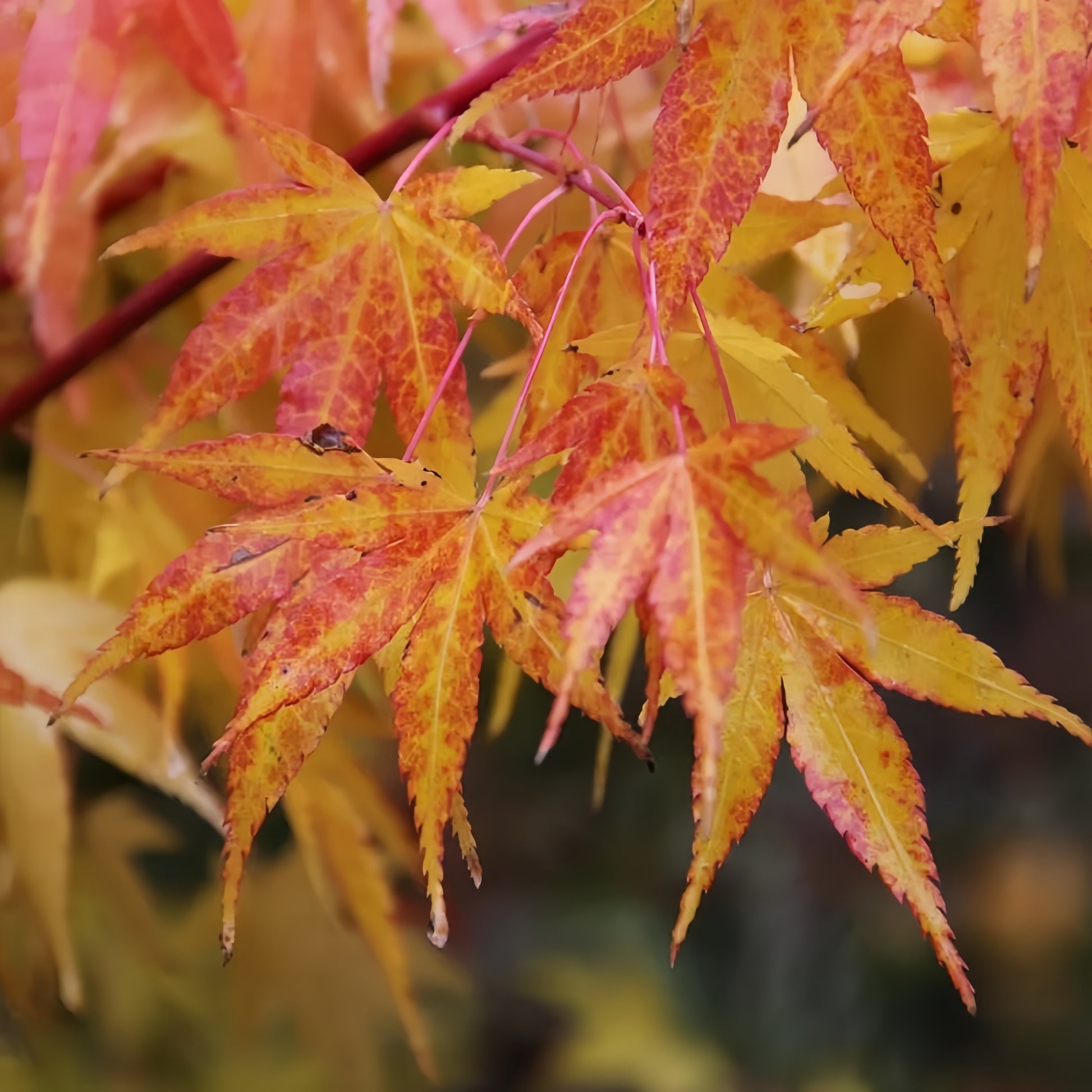 Acer palmatum ‘Japanese Sunrise’ ornamental maple with seasonal foliage changes