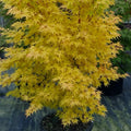 Acer palmatum ‘Japanese Sunrise’ ornamental maple with seasonal foliage changes