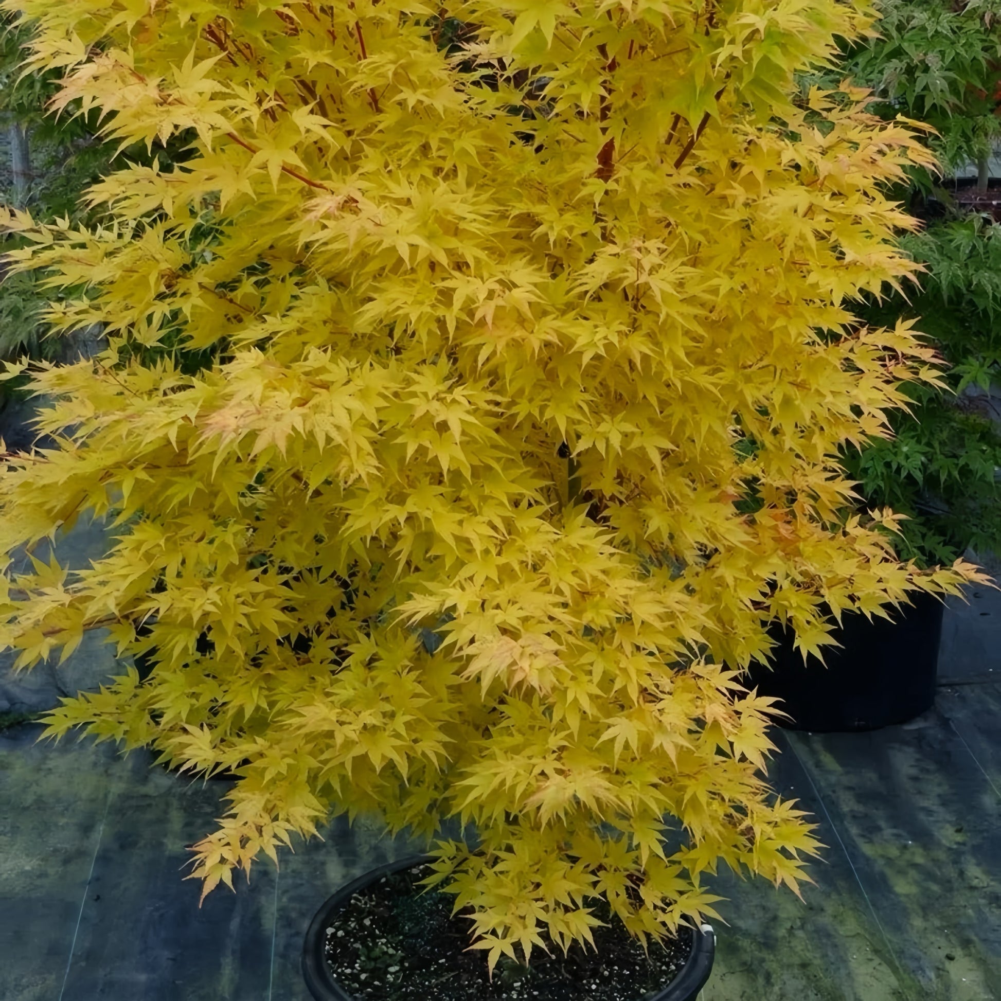 Acer palmatum ‘Japanese Sunrise’ ornamental maple with seasonal foliage changes