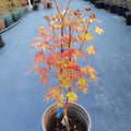 Japanese Sunrise maple with yellow foliage and red-orange winter bark