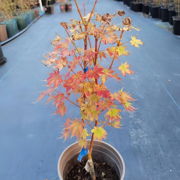 Japanese Sunrise maple with yellow foliage and red-orange winter bark
