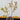 Japanese Sunrise Maple compact maple ideal for patios and bonsai