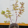 Acer palmatum ‘Japanese Sunrise’ tree showing bright yellow autumn leaves