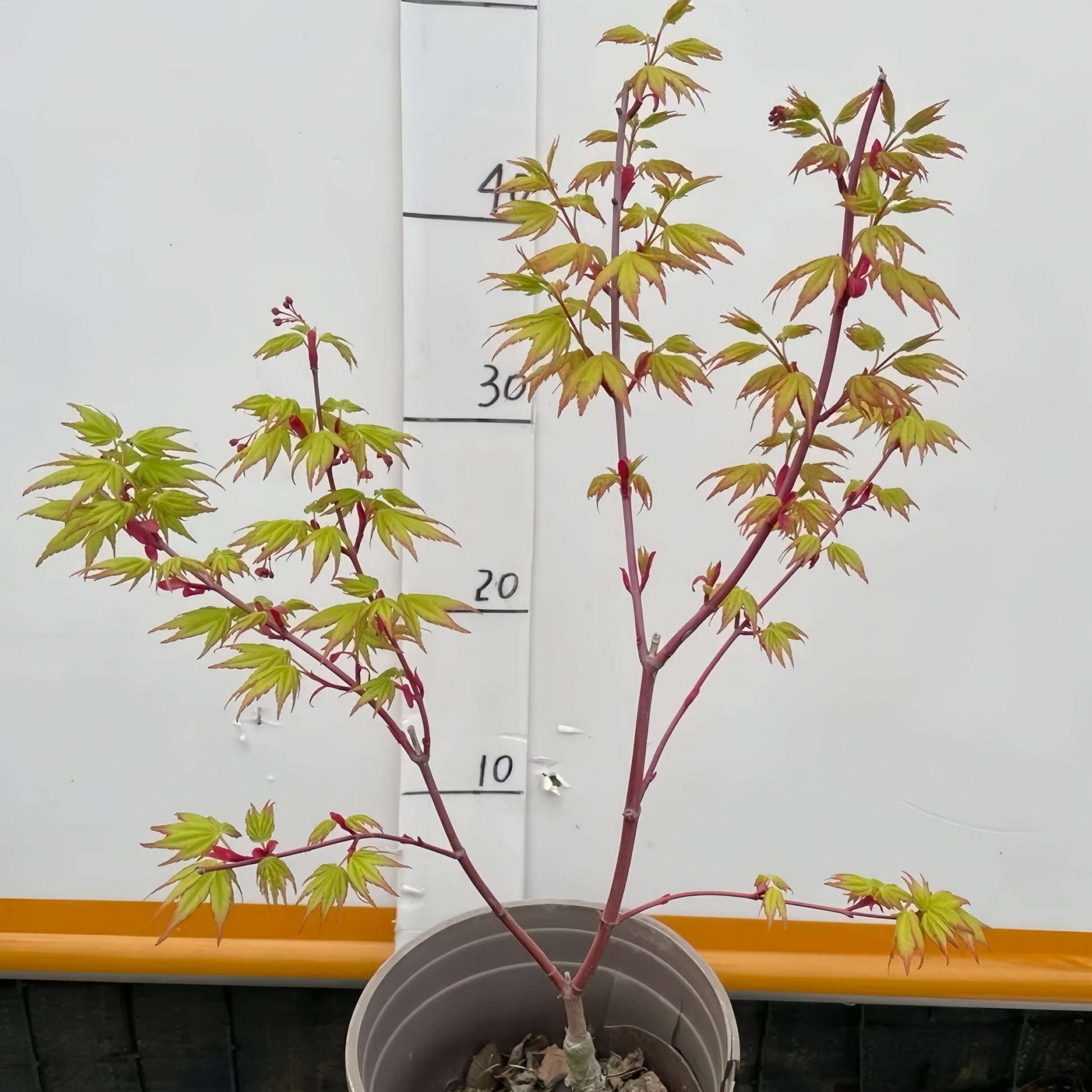 Acer palmatum ‘Japanese Sunrise’ tree showing bright yellow autumn leaves