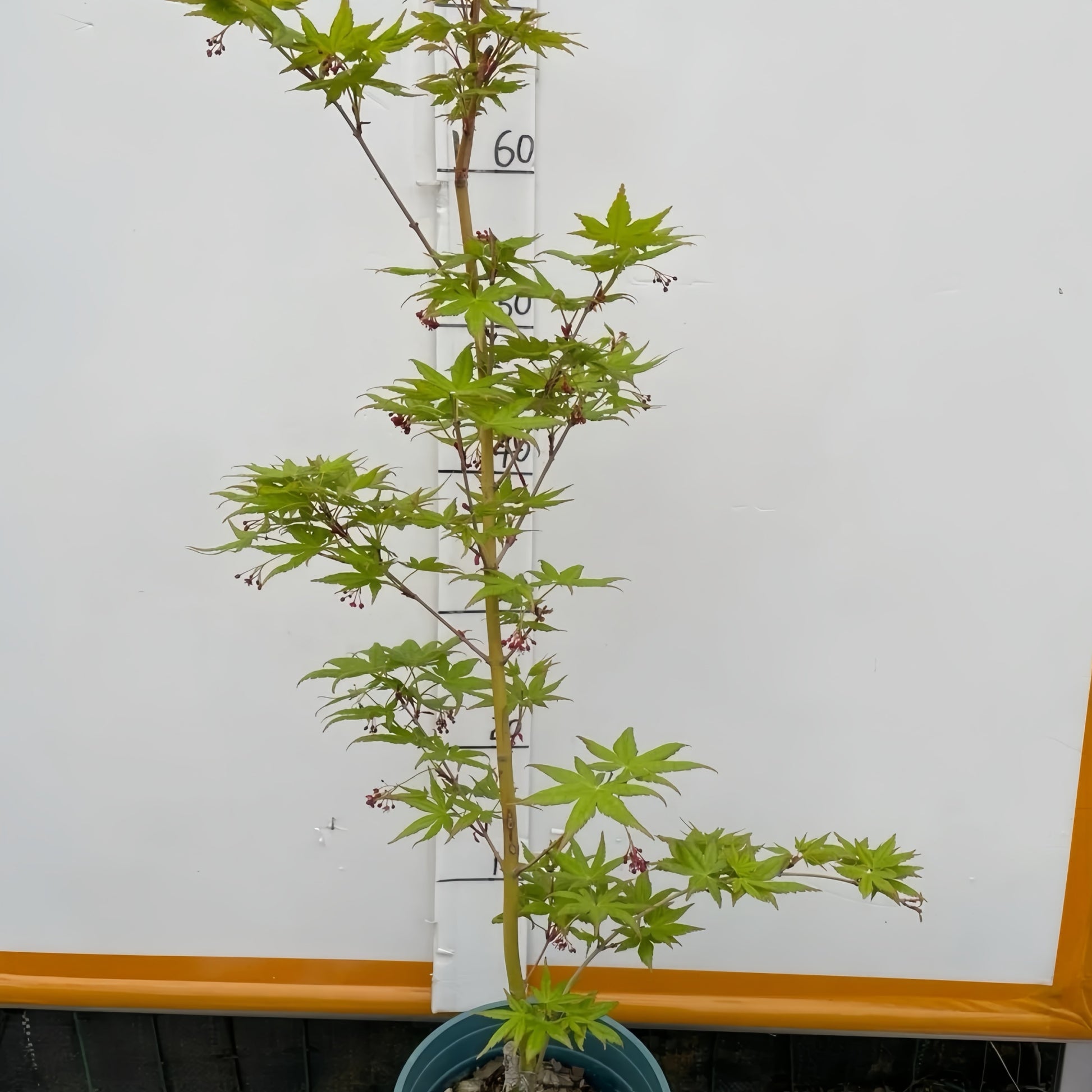 Acer palmatum ‘Japanese Sunrise’ tree showing bright yellow autumn leaves