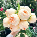 Jude the Obscure Rose shrub rose flowering in a sunny border