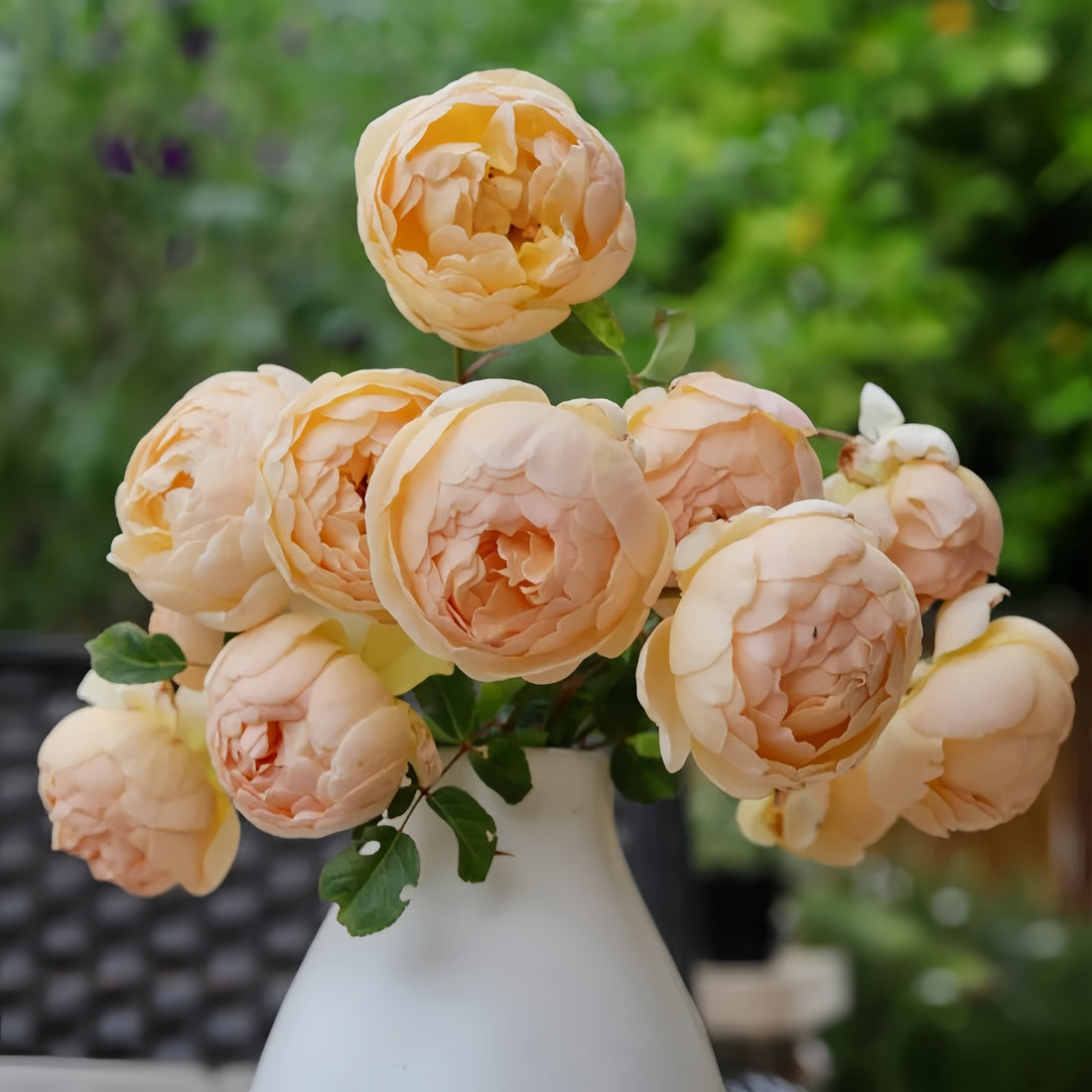 Jude the Obscure Rose garden rose with elegant blooms