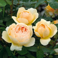 Jude the Obscure Rose garden rose with elegant blooms