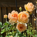 Jude the Obscure Rose garden rose with elegant blooms