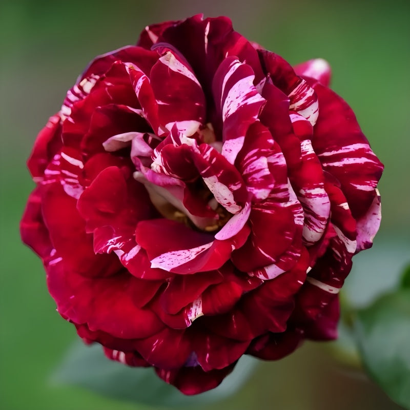 Julio Iglesias Rose