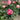 Julio Iglesias Rose garden rose with elegant blooms