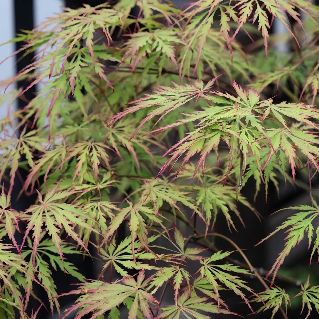 Kaga-sudare Japanese Maple