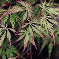 Kaga-sudare Japanese Maple